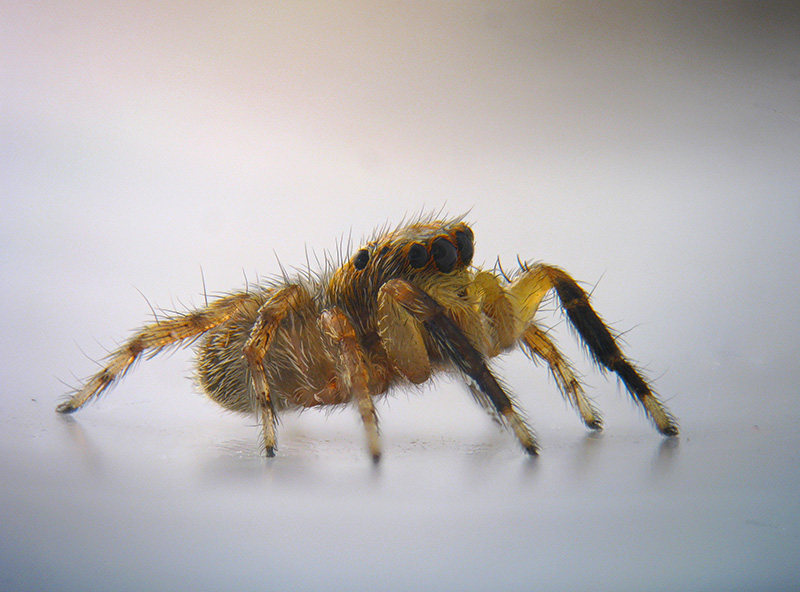 Evarcha falcata? No, Pseudeuophrys vafra, maschio - Albizzate (VA)